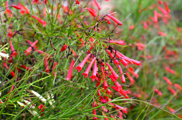Cute small red flowers closeup