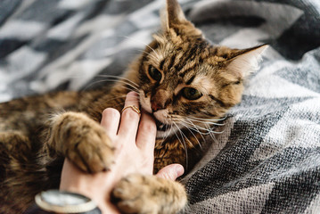 beautiful cute cat playing with woman hand and biting on stylish