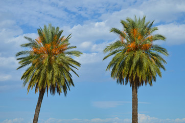Palm trees 