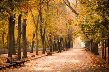 Naklejka premium Empty autumn park with beautiful light