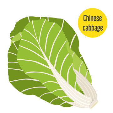 Illustration of chinese cabbage. Flat style for markets, farms and gardens.