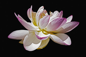 Sacred lotus (Nelumbo nucifera). Called Indian Lotus, Bean of India and Lotus also. Image of flower isolated on black  background