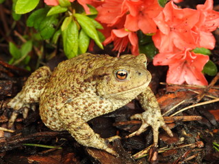 The common toad, European toad (Bufo bufo)
