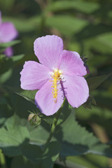 Seashore mallow (Kosteletzkya virginica). Called Sweet weed, Virginia saltmarsh mallow also