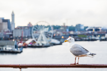 Seagull on Rail in Seattle