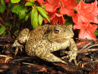 The common toad, European toad (Bufo bufo)