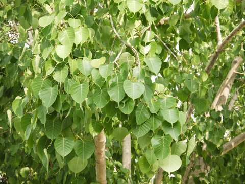 Bodhi tree leaves