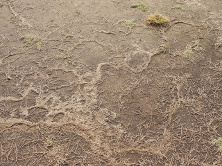 dry grass on soil
