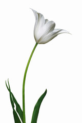 Tulip (Tulipa x gesneriana). Called Didier's Tulip and Garden Tulip also. Close up image of flower isolated on white background