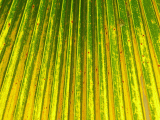 Texture of Green palm Leaf background