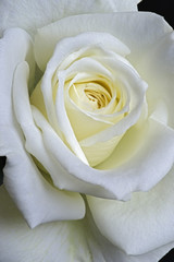 Hybrid rose flower (Rosa x hybrid)