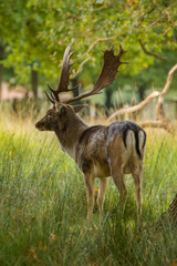 Stag Fallow Deer with big antlers standing on the edge of a forest.