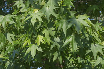 American sweetgum (Liquidambar styraciflua). Called Redgum, Sweet Gum, Satinwood, Hazel Pine, American-storax, Bilsted, Satin-walnut, Star-leaved Gum and Alligator-wood also
