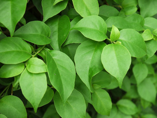 Plakat green leaf ( Bougainvillea flower )