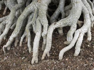 root of azalea flowers