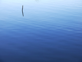 blue water with branch