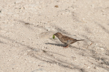 Naklejka na ściany i meble Sparrow caught the bug and holds in its beak, Israel