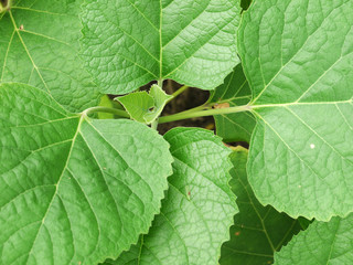 Naklejka na ściany i meble green leaf ( Clerodendrum chinense (Osbeck) Mabb., Glory Bower, Labiatae )