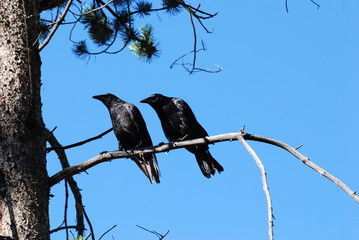 Black birds