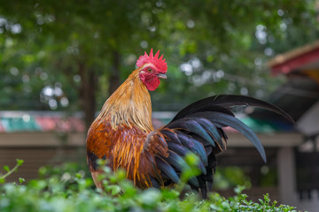 Asia Rooster or Chickens in Thailand.(Selective focus)