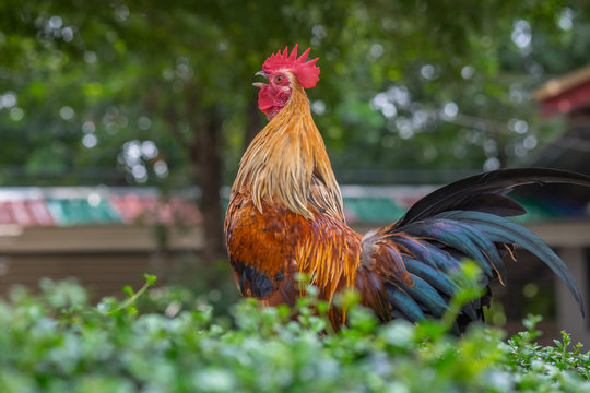 Asia Rooster or Chickens in Thailand.(Selective focus)