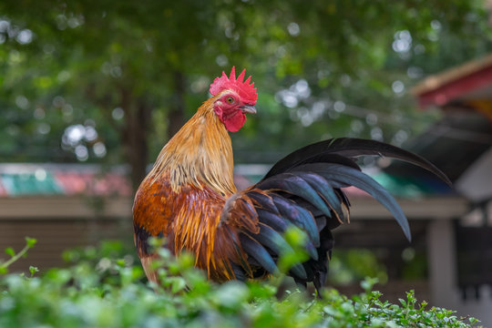 Asia Rooster or Chickens in Thailand.(Selective focus)