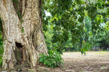 Bodhi tree with sunlight in Asia.