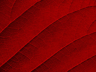 red leaf texture