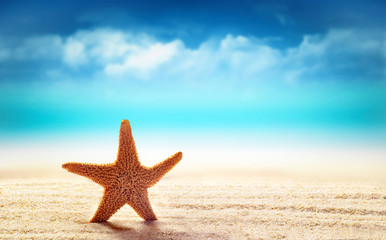 Obraz na płótnie Canvas Starfish on the sandy beach