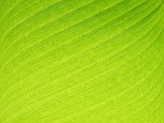 banana leaf background with line