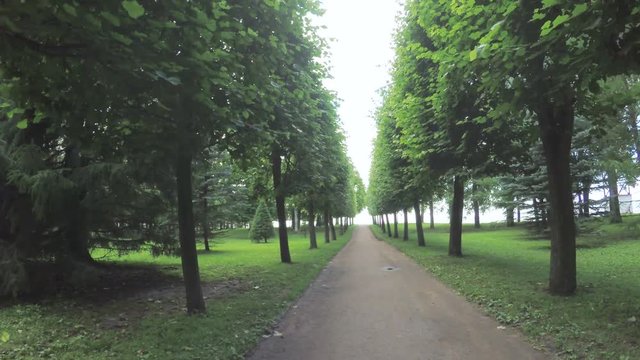 Alley in the Park in Peterhof
