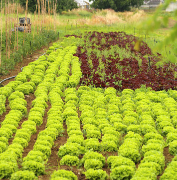 vegetable garden cultivated with green lettuce and red chicory