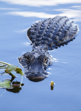 Alligator in the the water looking at the camera, Florida Everglades
