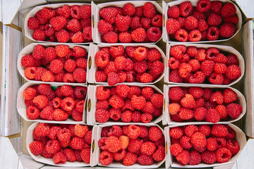 Fresh raspberry in boxes at market in Amsterdam