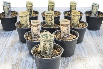 Money growing in pot filled with soil, representing Invest today