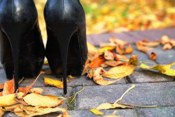 elegant high heels in autumn leaves