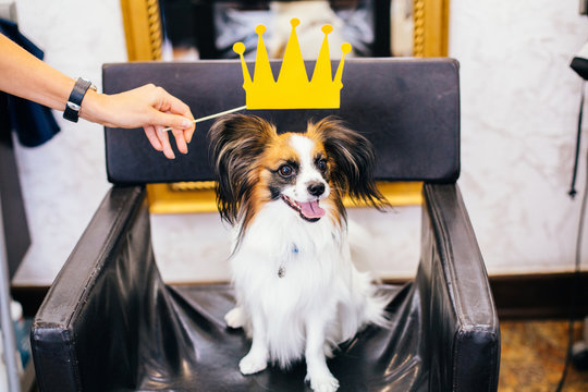a cute Papillon with a paper crown and hat on sitting on a couch sofa. Copy space. Advertising picture