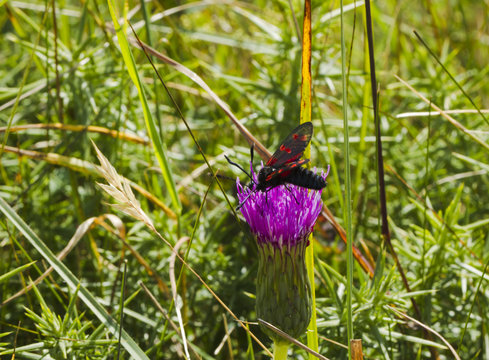 Six spot Burnet Moth on a thistle flower