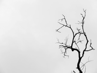 Silhouette dry tree