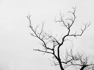 Silhouette dry tree