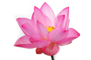 lotusbloem geïsoleerd op een witte achtergrond.