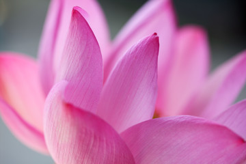 Fototapeta na wymiar close up of lotus flower