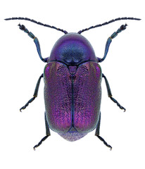 Beetle Cryptocephalus sericeus on a white background