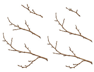 Fototapeta na wymiar tree branches