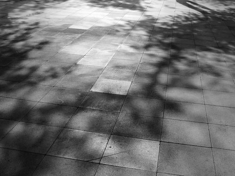 tree shadow on floor