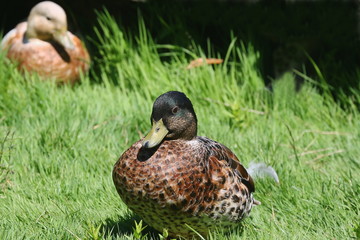 Ente auf der Wiese, Porträt