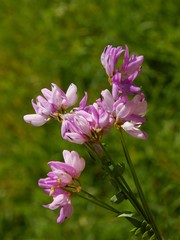 pink flowers of vicia