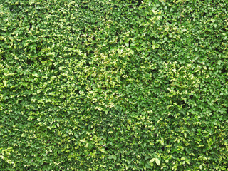 Ornamental shrubs ,Wall shrubs background