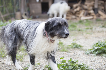 Naklejka na ściany i meble beautiful mixbreed dog for adoption 