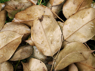 dry leaf wet